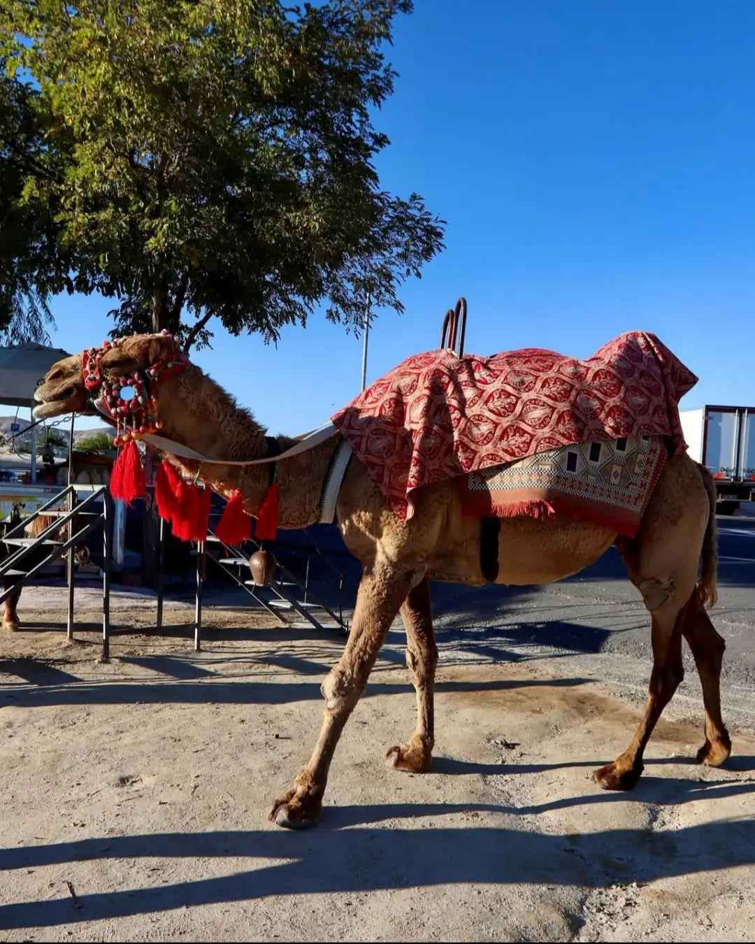Kapadokya'da deve safari