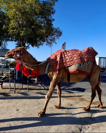 Kapadokya'da deve safari 