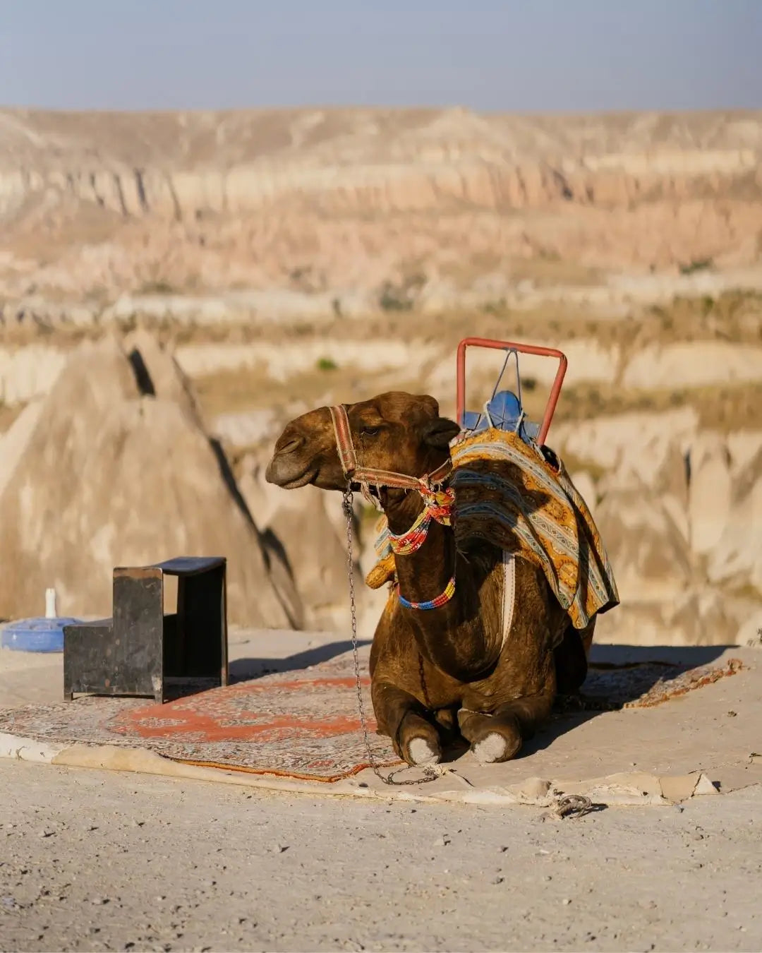Kapadokya deve turu fiyatlarına dahil kısa safari deneyimi