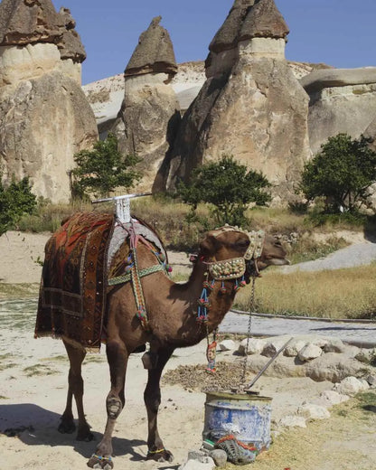 Kapadokya’da peri bacaları arasında düzenlenen deve turu deneyimi